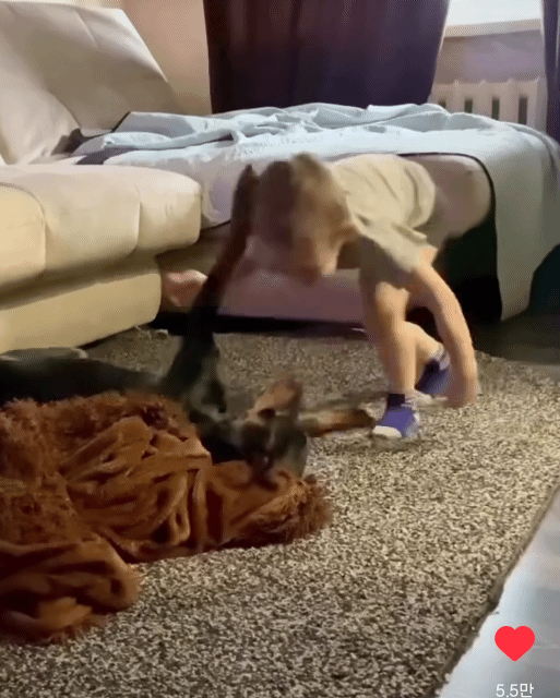 아기 집사랑 겁나 잘놀아주는 댕댕이 | 인스티즈