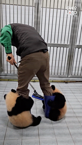 결국 터질게 터진 에버랜드 바오가족 사육사 송바오 논란.... | 인스티즈