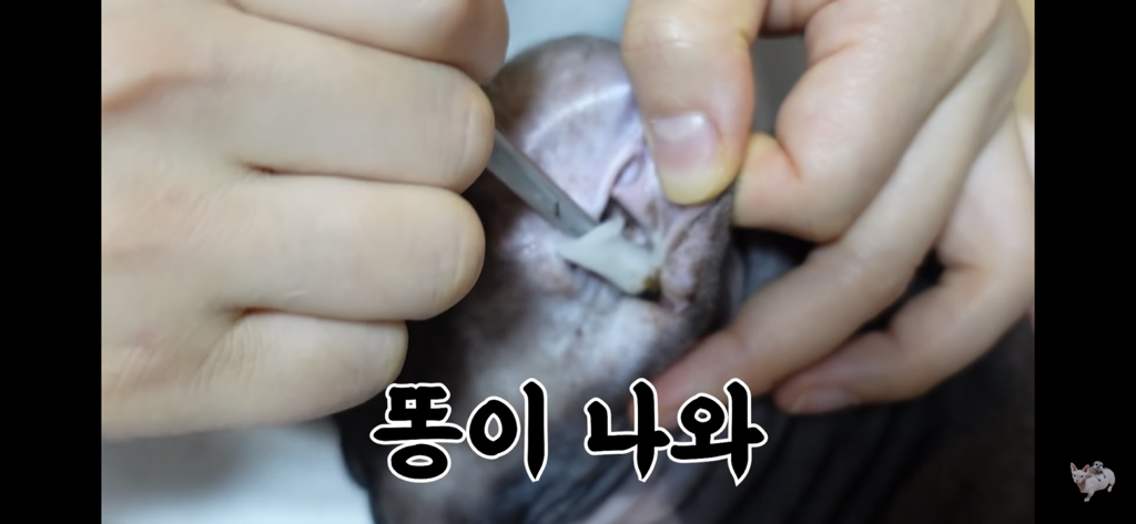 털이 없는 스핑크스는 키우기 편할까? (위생주의) | 인스티즈