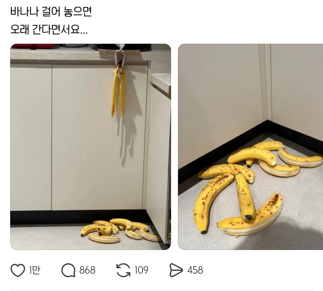 바나나 걸어 놓으면 오래 간다면서요... | 인스티즈