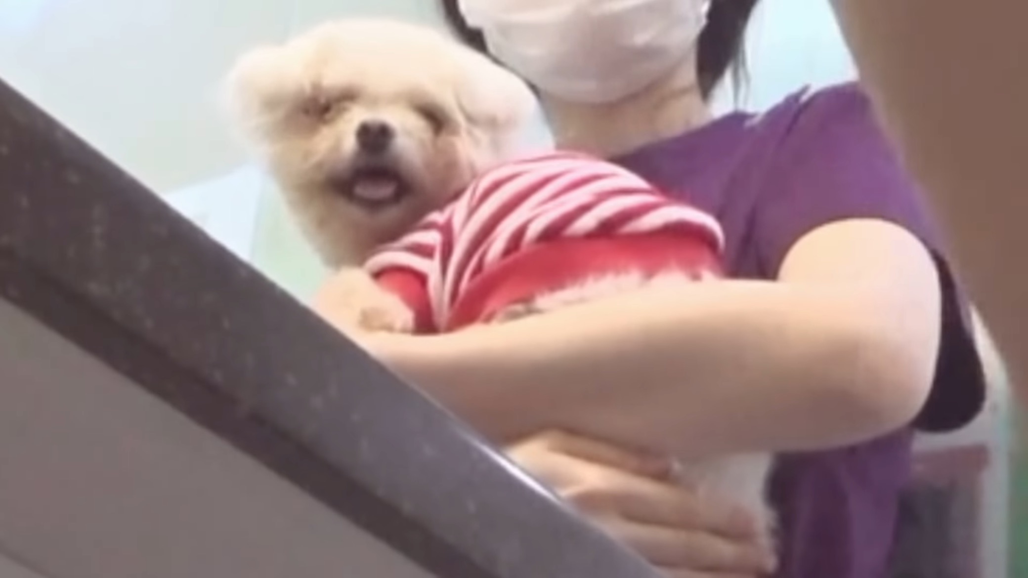 "공고번호 411번" 강아지가 입양되기 전 후 모습.jpgif | 인스티즈