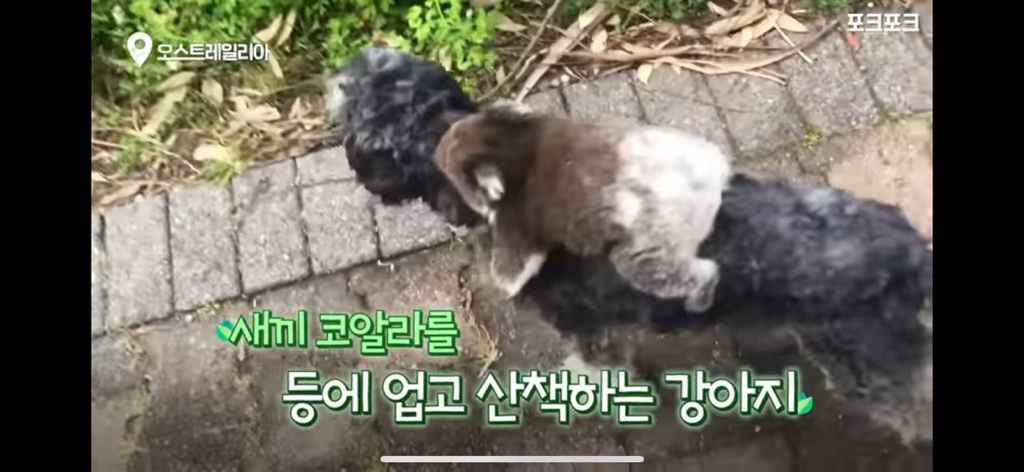 산책중인 강아지를 엄마로 착각한 코알라 | 인스티즈