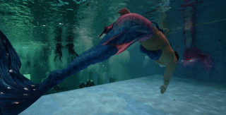 프리다이빙 배우고 넘어간다는 취미 머메이드 다이빙 | 인스티즈