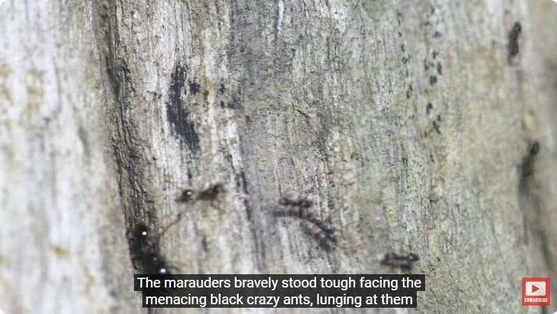 거대한 수조에 열대우림 환경을 조성해놓으면 생기는 일 - 4 | 인스티즈