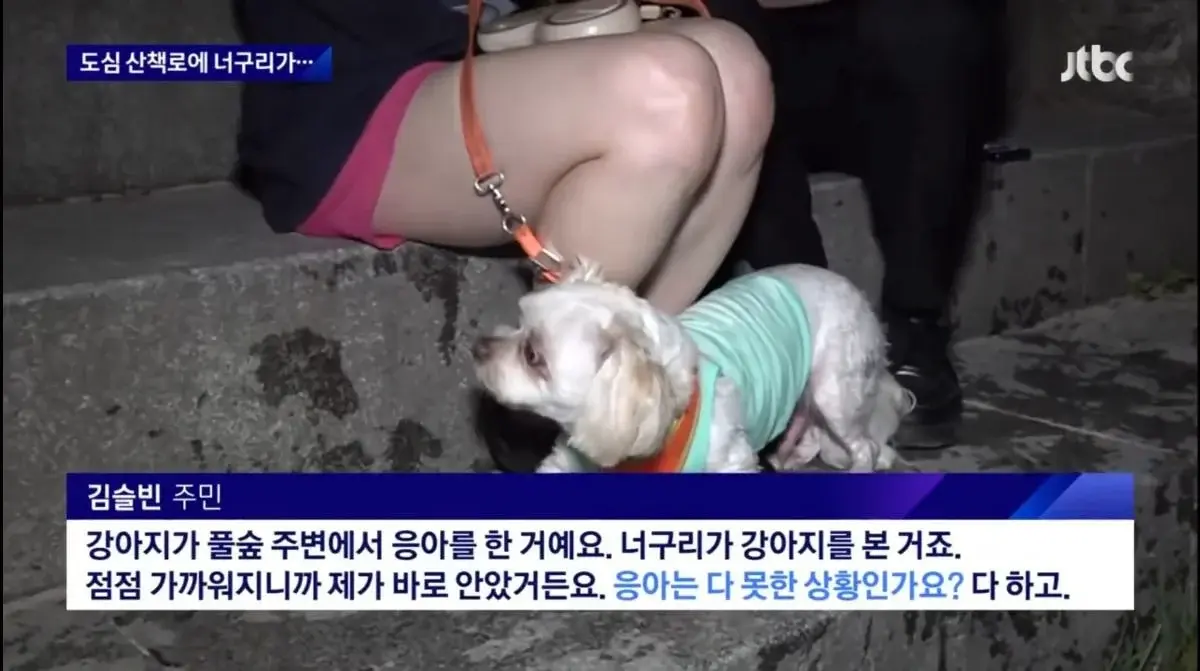 산책로에서 너구리를 만나면 강아지를 바로 안아들어야함 | 인스티즈