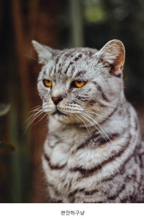 많이들 오해하는 고양이 표정 원탑 | 인스티즈