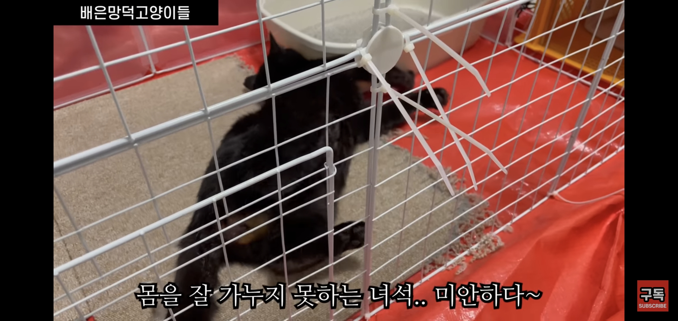 집 마당에 고양이가 나타나는 족족 다 잡아버리는 유튜버..jpg | 인스티즈