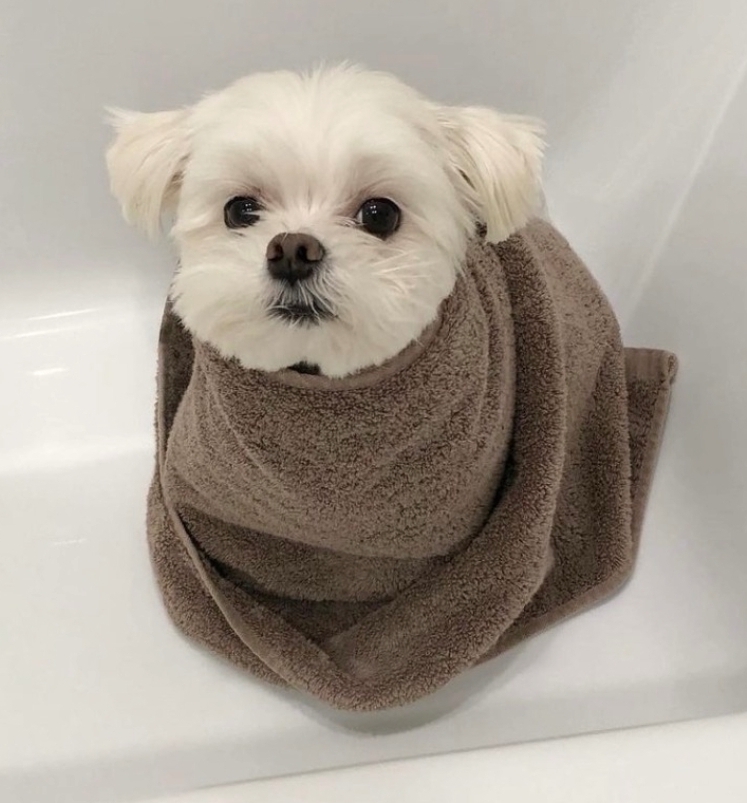 사과때문에 눈에 광기가 도는 재롱이ㅋㅋㅋㅋㅋㅋ.gif | 인스티즈