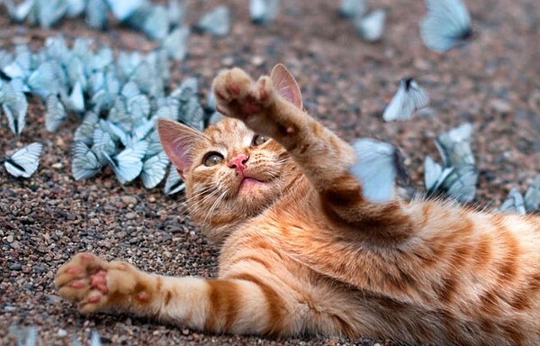 우리나라는 왜 고양이를 "나비야~"라고 부르게 됐을까 | 인스티즈