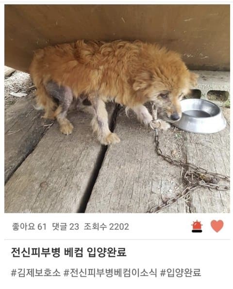 유기견 입양 전후 | 인스티즈