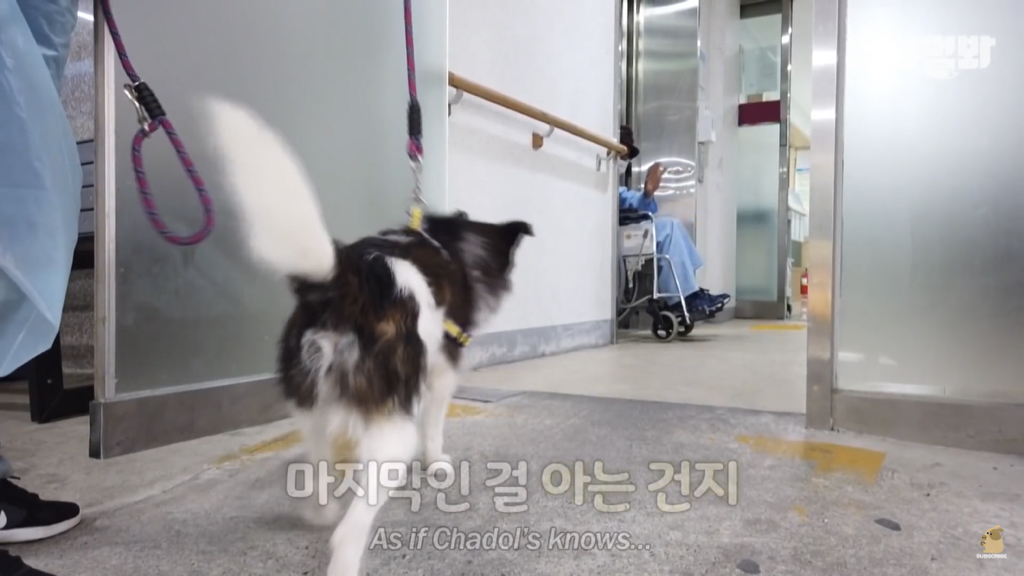 1년만에 자신을 두고 간 주인을 만난 강아지 반응 | 인스티즈
