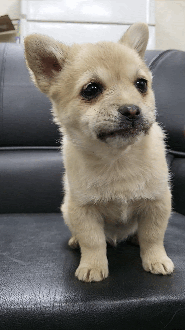 (공지라니... ++추가)새로생긴 회사 복지.. 미쳐서 도저히 일을 못하겠네.. (추가....)++추가 | 인스티즈