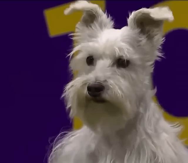 강아지 어질리티 대회 나온 고인물 강쥐ㅋㅋㅋㅋㅋㅋㅋ | 인스티즈