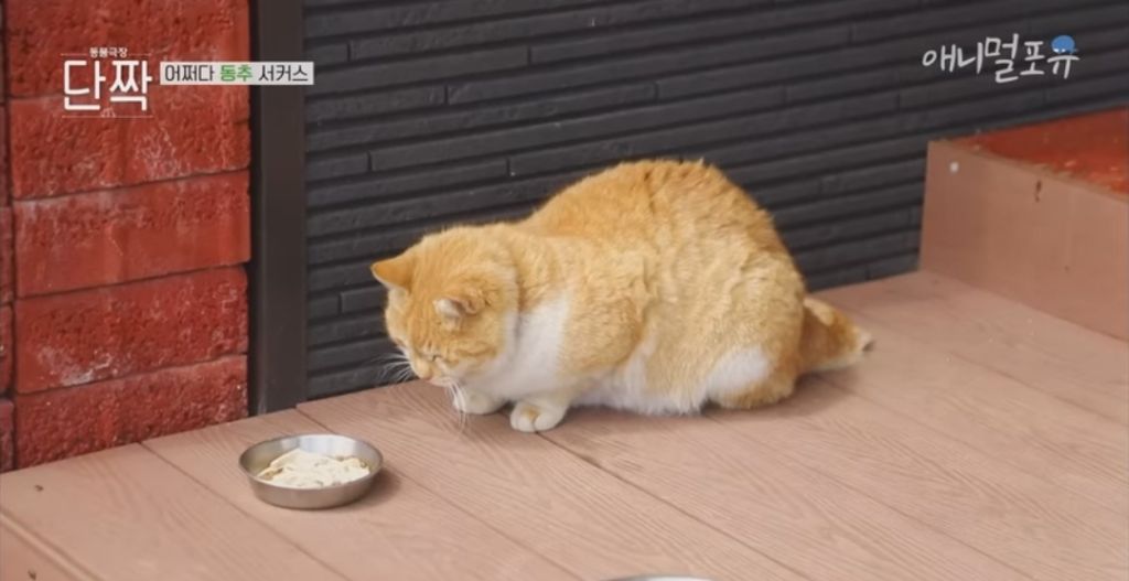 겁나 재밌게 사는 할아버지와 냥댕이들ㅋㅋㅋ.gif | 인스티즈