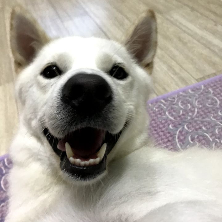 우리집 개 자는거 보실분? | 인스티즈