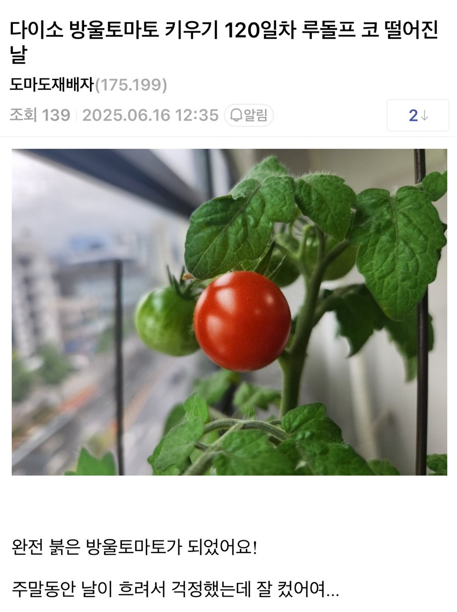 회사에서 다이소 방울토마토 키우기 | 인스티즈