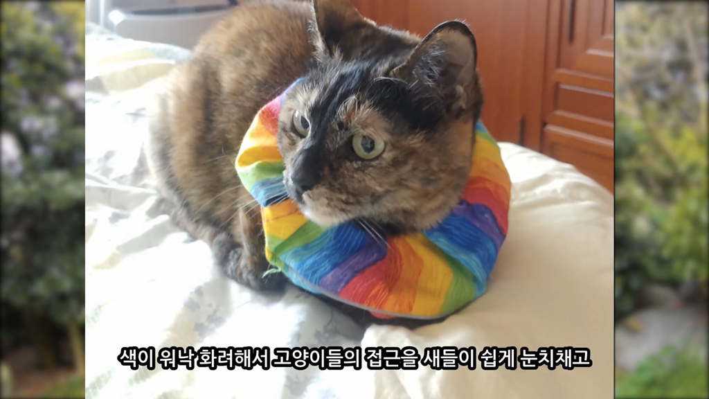 고양이가 자연생태계에 끼치는 심각한 영향(새 사체사진있음) | 인스티즈