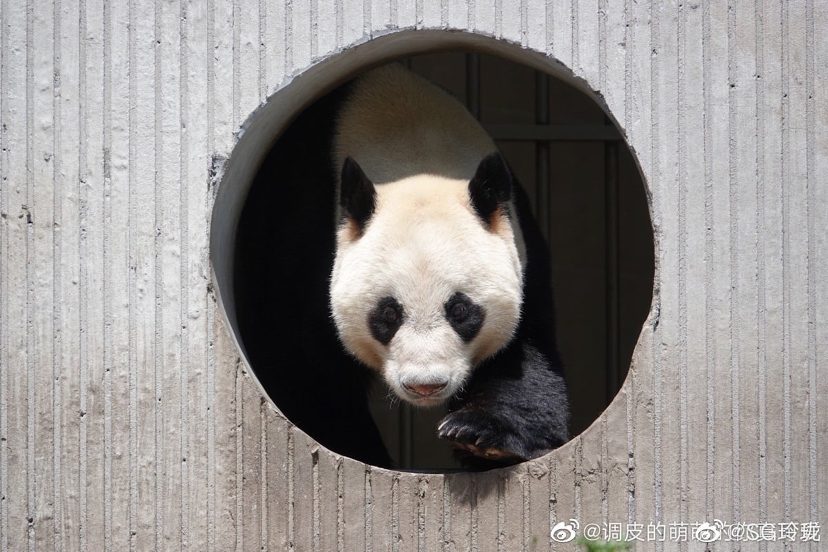 🐼 아이바오네 남판다들 🐼 | 인스티즈