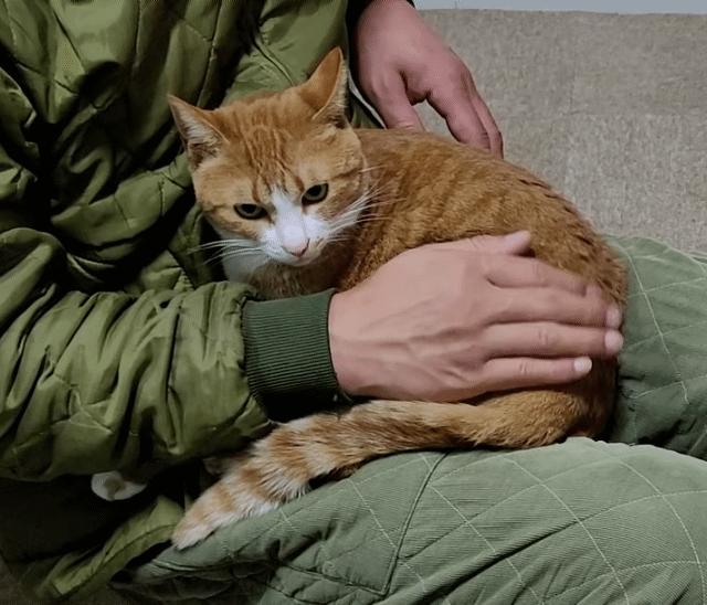 [매탈남] 매콤하게 생긴 고양이 | 인스티즈