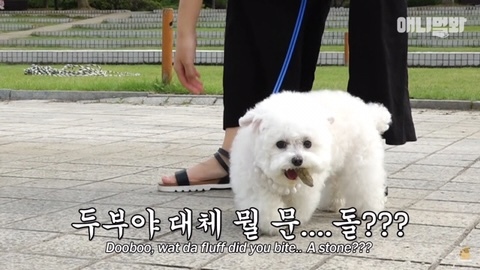 돌멩이를 물고 다니는 강아지 | 인스티즈