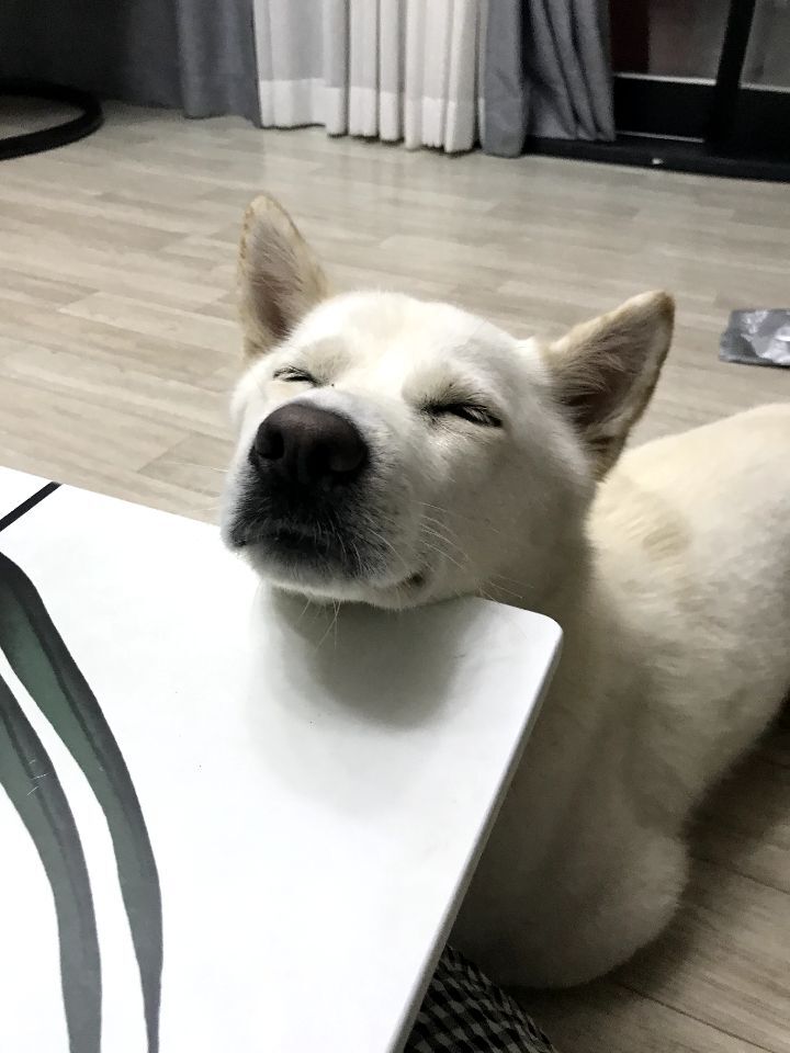 우리집 개 자는거 보실분? | 인스티즈