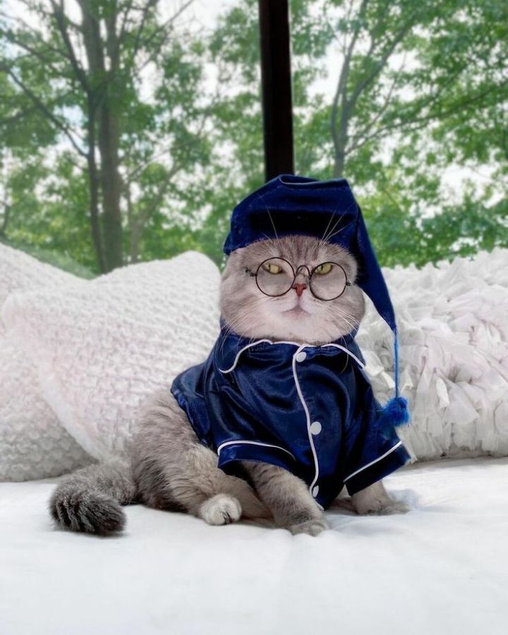 옷 잘입는 고양이 데일리패션 | 인스티즈