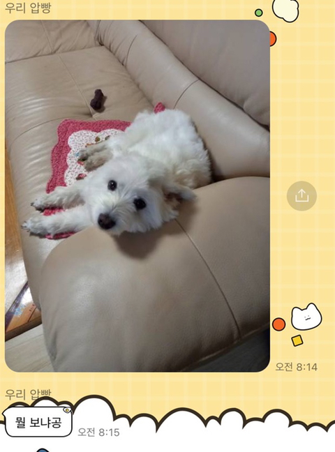 [강아지] 아빠가 보내주는 강아지 사진이 좋은 이유 | 인스티즈