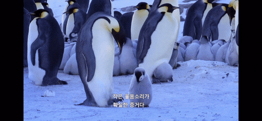 펭귄이 자신의 남편/아내와 자식을 구분하는 법 .jpg gif | 인스티즈