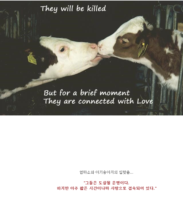 생각이 많아지는 이미지들 - 종차별 | 인스티즈