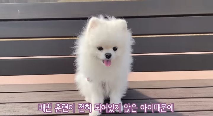 강아지가 두번이나 파양된 충격적인 이유.jpg | 인스티즈