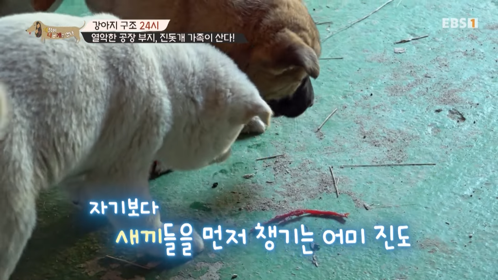 썩은물을 마시던 진돗개 가족을 입양한 배우 | 인스티즈