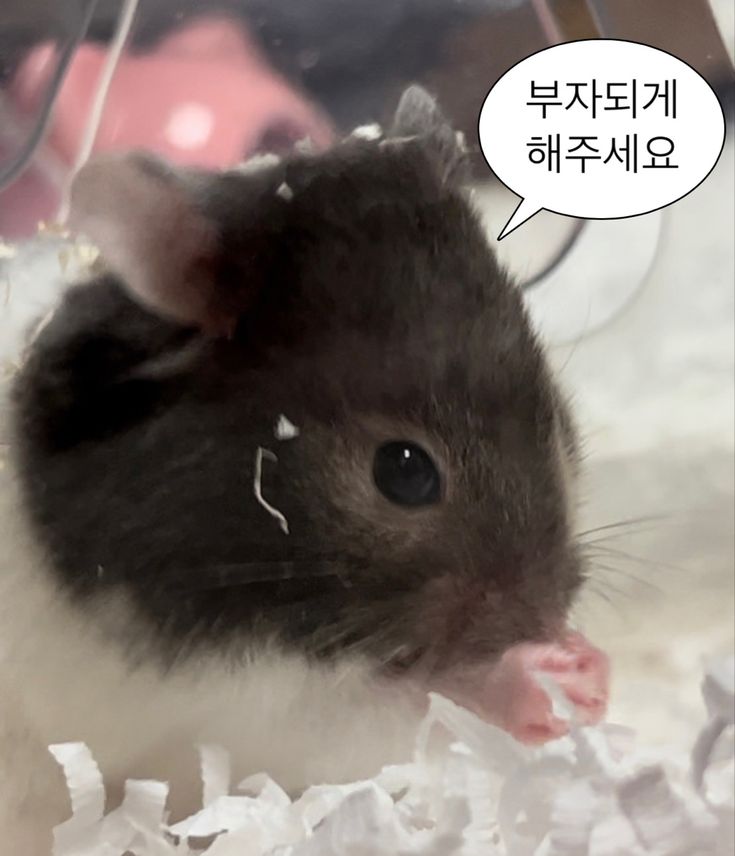 힙합보단 사랑 사랑보단 돈 | 인스티즈