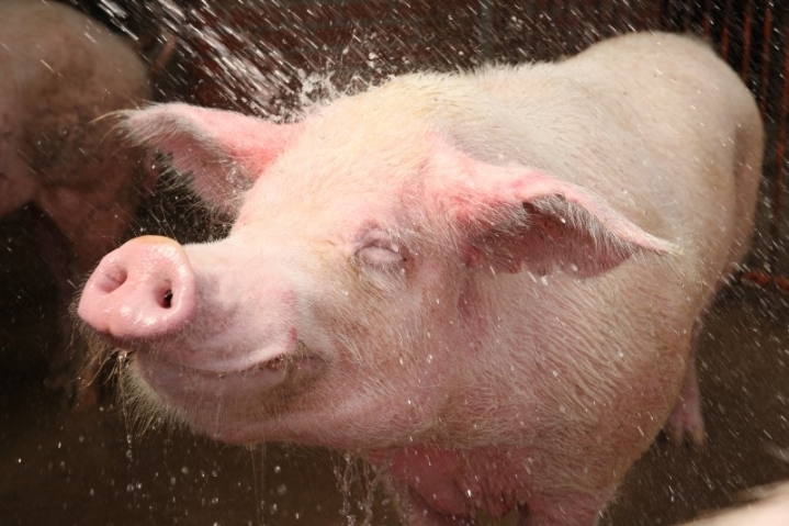 조선왕조 최초의 폭군과 고양이 그리고 | 인스티즈