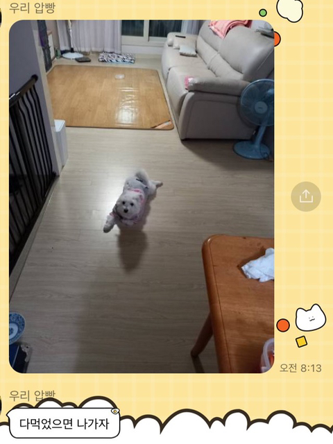 [강아지] 아빠가 보내주는 강아지 사진이 좋은 이유 | 인스티즈