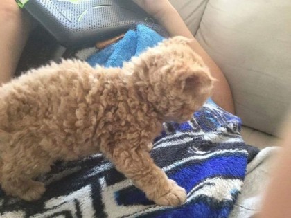 곱슬 고양이 | 인스티즈