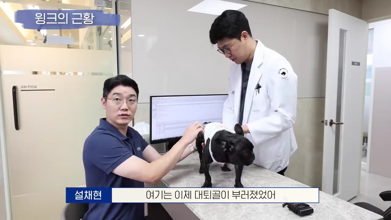 교통사고난 유기견 입양한 설채현 수의사 그리고 윙크 근황😉 | 인스티즈