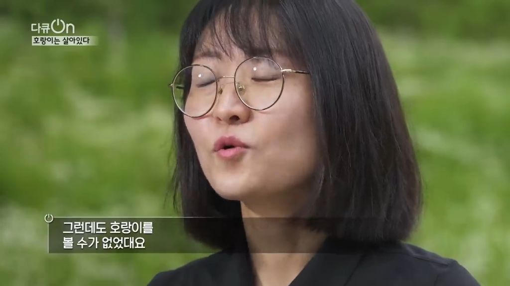 '절멸'의 '한국 호랑이'. 🐅 그 100년간의 이야기. -마지막- | 인스티즈