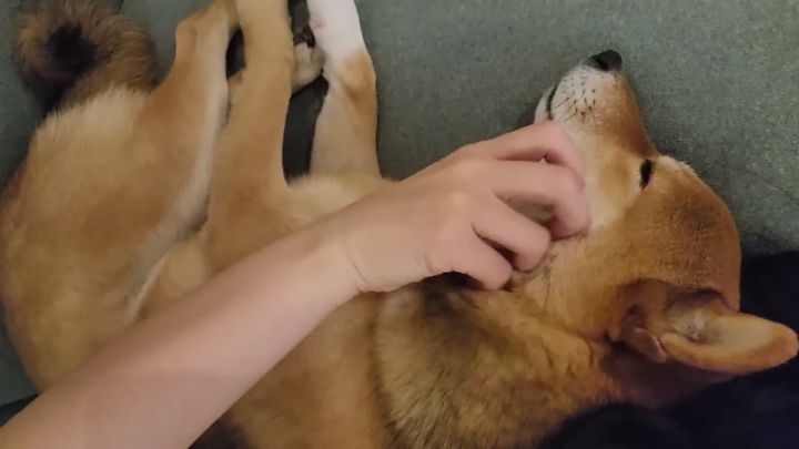 집에 강아지들끼리만 남겨졌을때 | 인스티즈