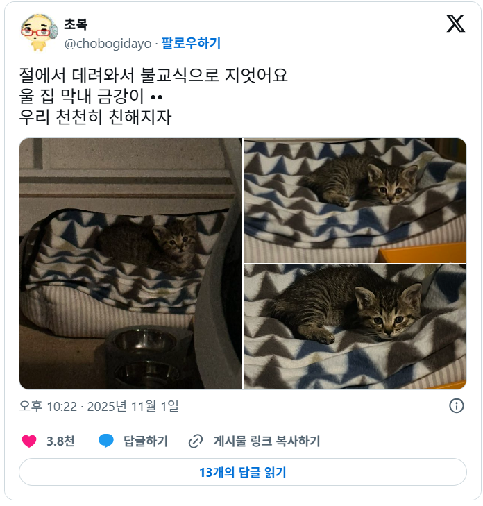 합격기원하러 절에 갔는데 아기 고양이 얻어왔어요 | 인스티즈