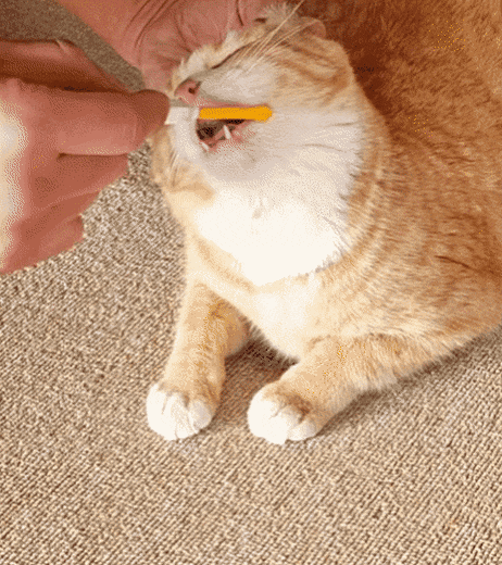 고양이들 태어났을때부터 케어하면 다 매탈남네 고양이처럼 싫어하는게 없는지 궁금한 달글 | 인스티즈