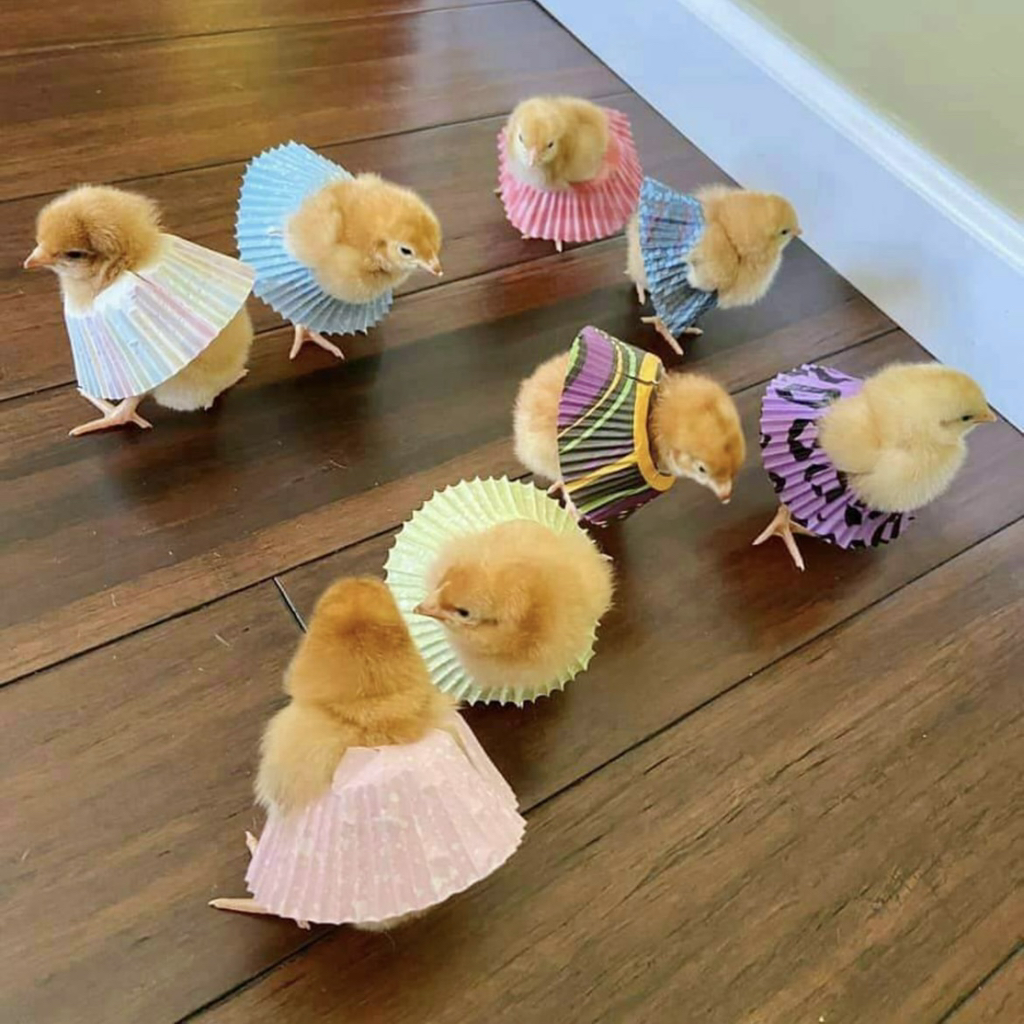 에그타르트를 반드시 냉장보관해야 하는 이유 | 인스티즈