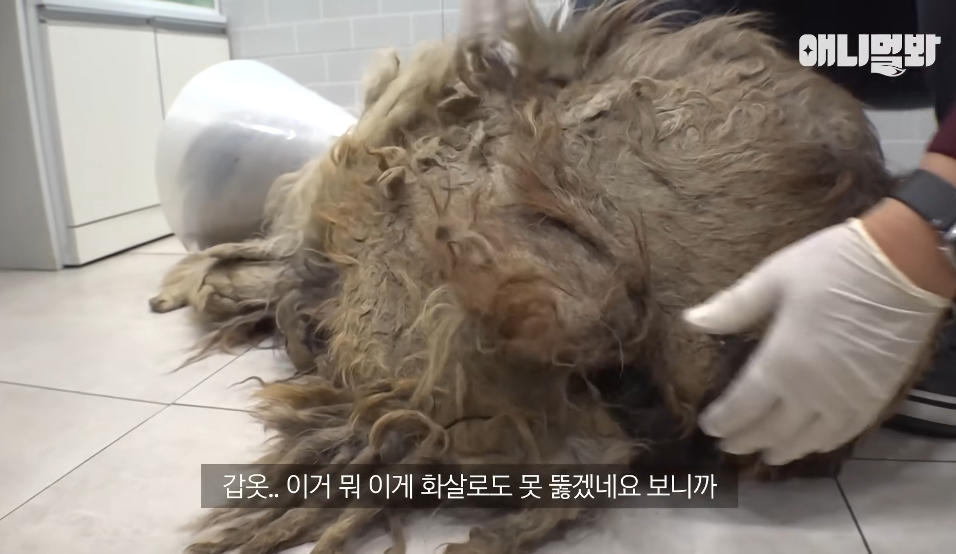 털로 뒤덮여서 걷지도 못하는데 케어한 거라는 견주 | 인스티즈