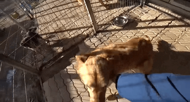 골든리트리버 키우고 싶을 때 보면 생각이 바뀌는 영상 | 인스티즈