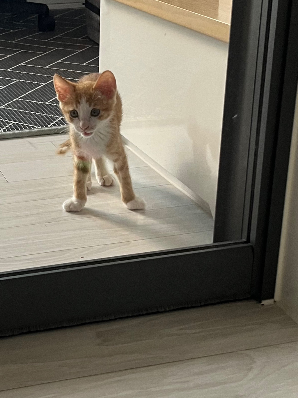 (입홍) 😻 난 진짜 태어나서 이렇게 예쁜 치즈냥이 본 적 없어 😻 | 인스티즈