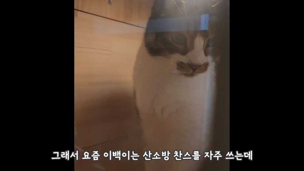 22똥괭이네) 화나서 세모눈된 고양이 😾 | 인스티즈