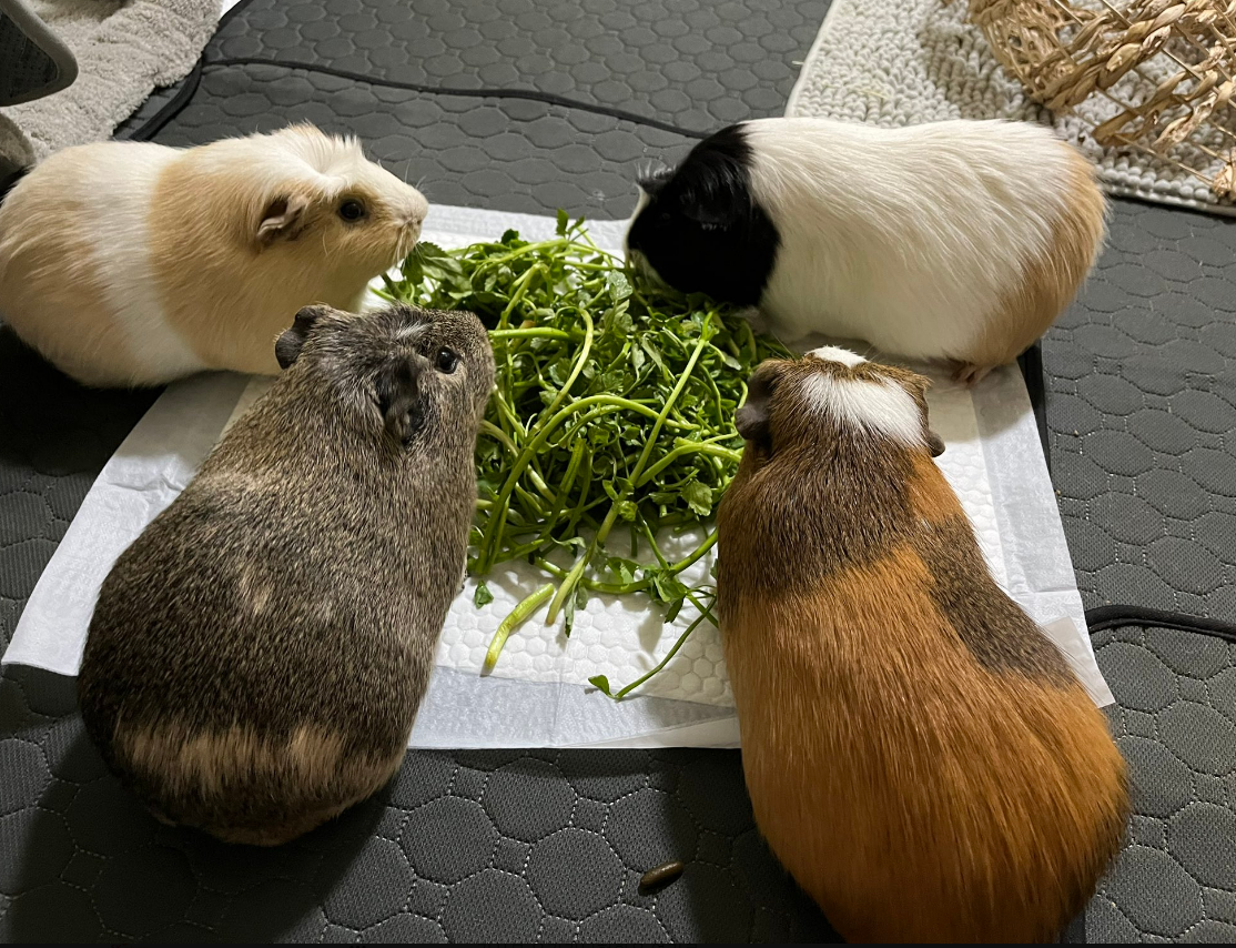 미나리 값이 내려서 행복한 기니피그들 | 인스티즈