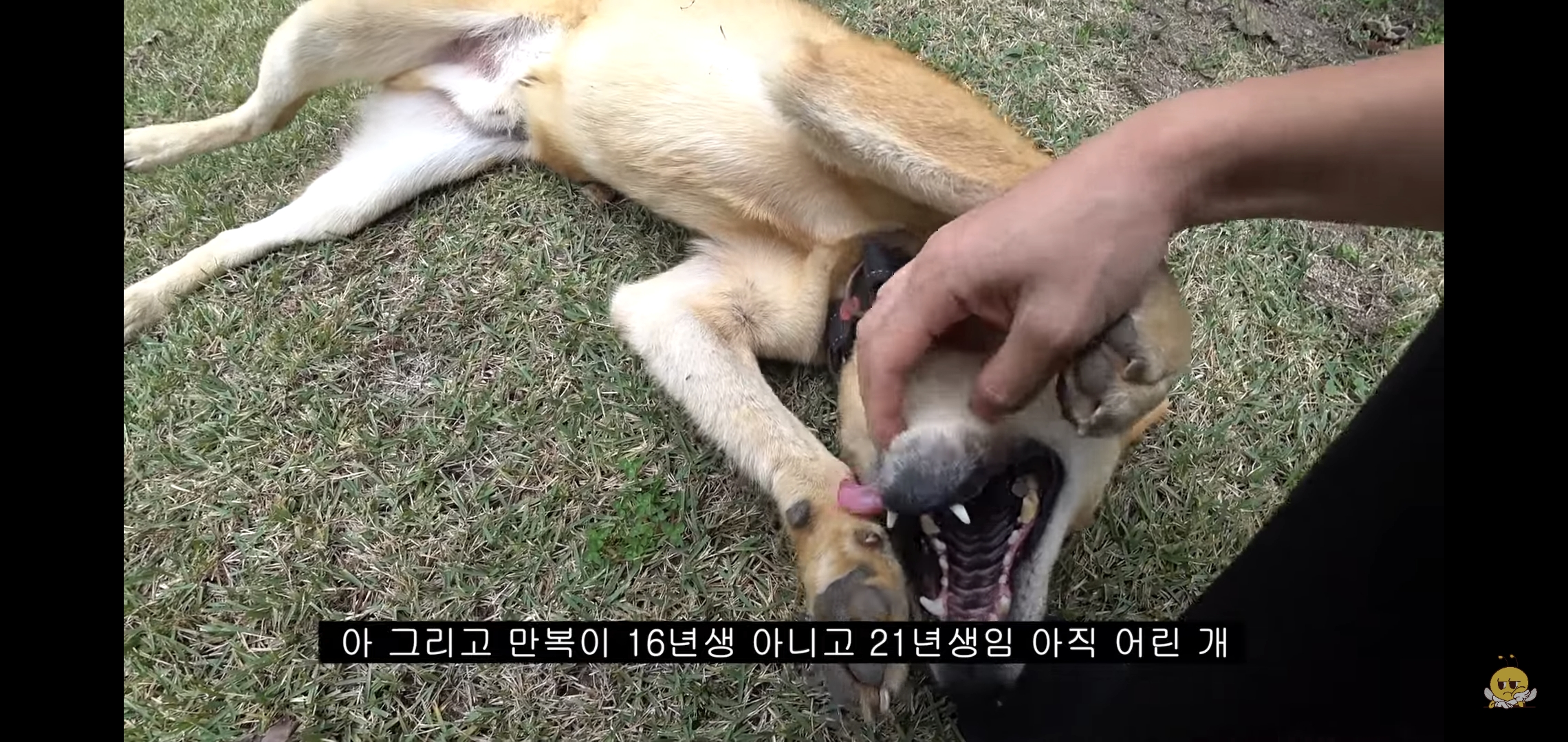 갑자기 유튜버 집에 들어온 떠돌이개가 알고보니 부잣집 도련님이었음.jpg | 인스티즈