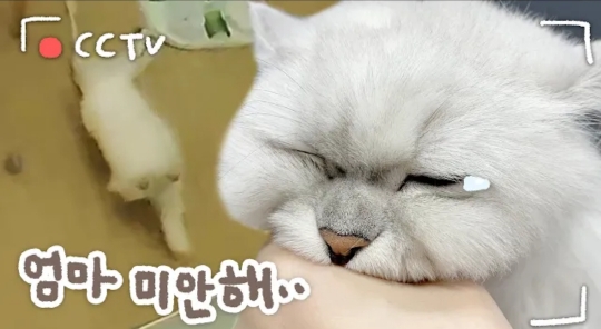 cctv보고 오열😭 응가실수하고 혼자 치우려는 고양이 | 인스티즈