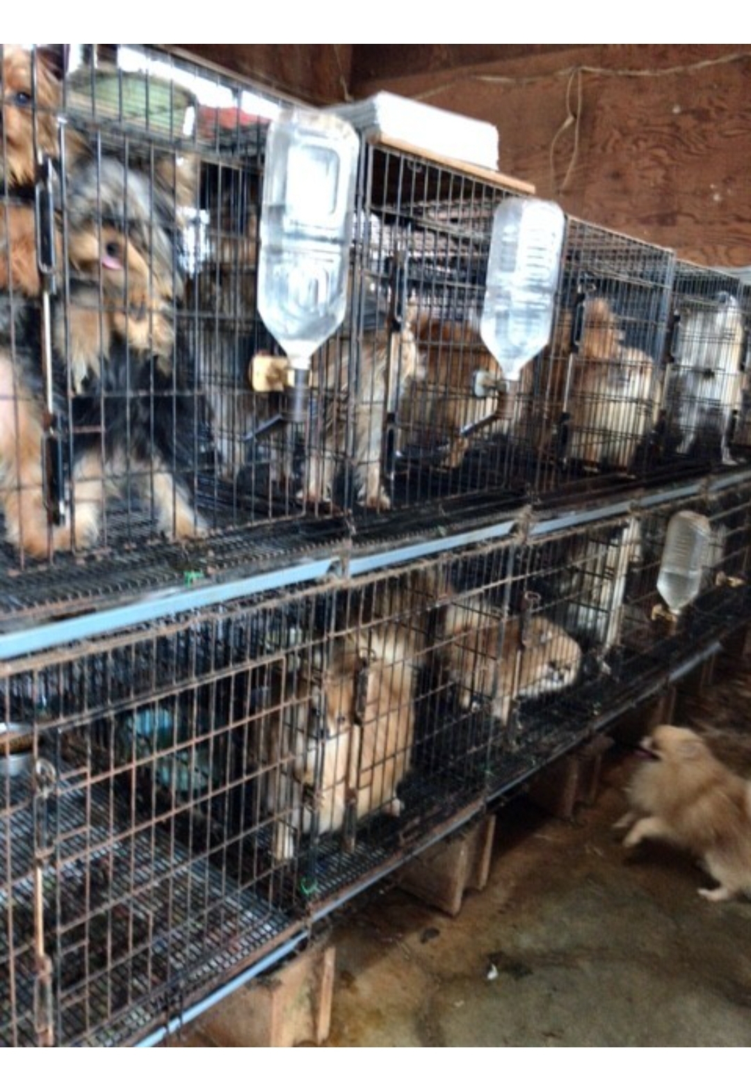 우리나라 펫샵 문화가 어디에서 왔는지 알고 있어? | 인스티즈