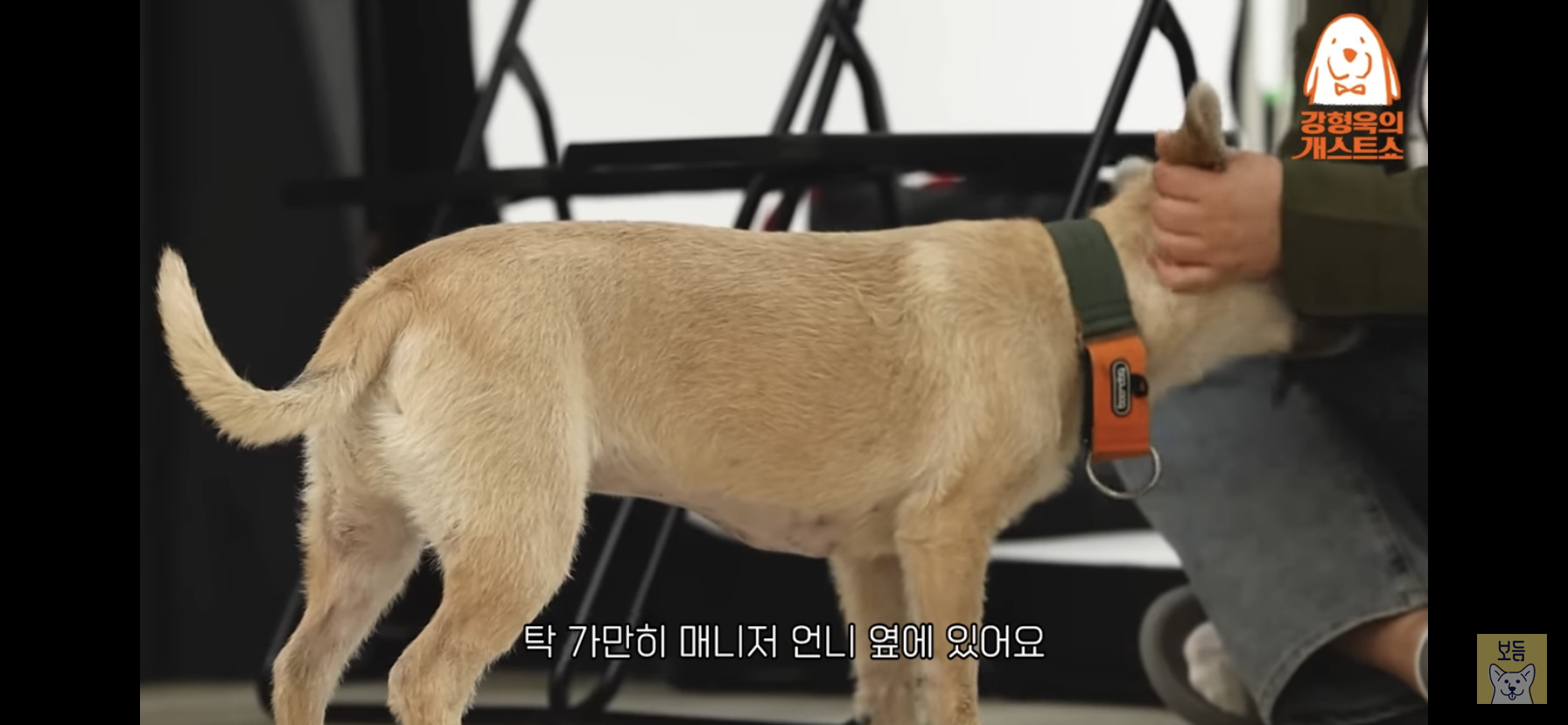 이주영 반려견 티그의 장기.twt | 인스티즈